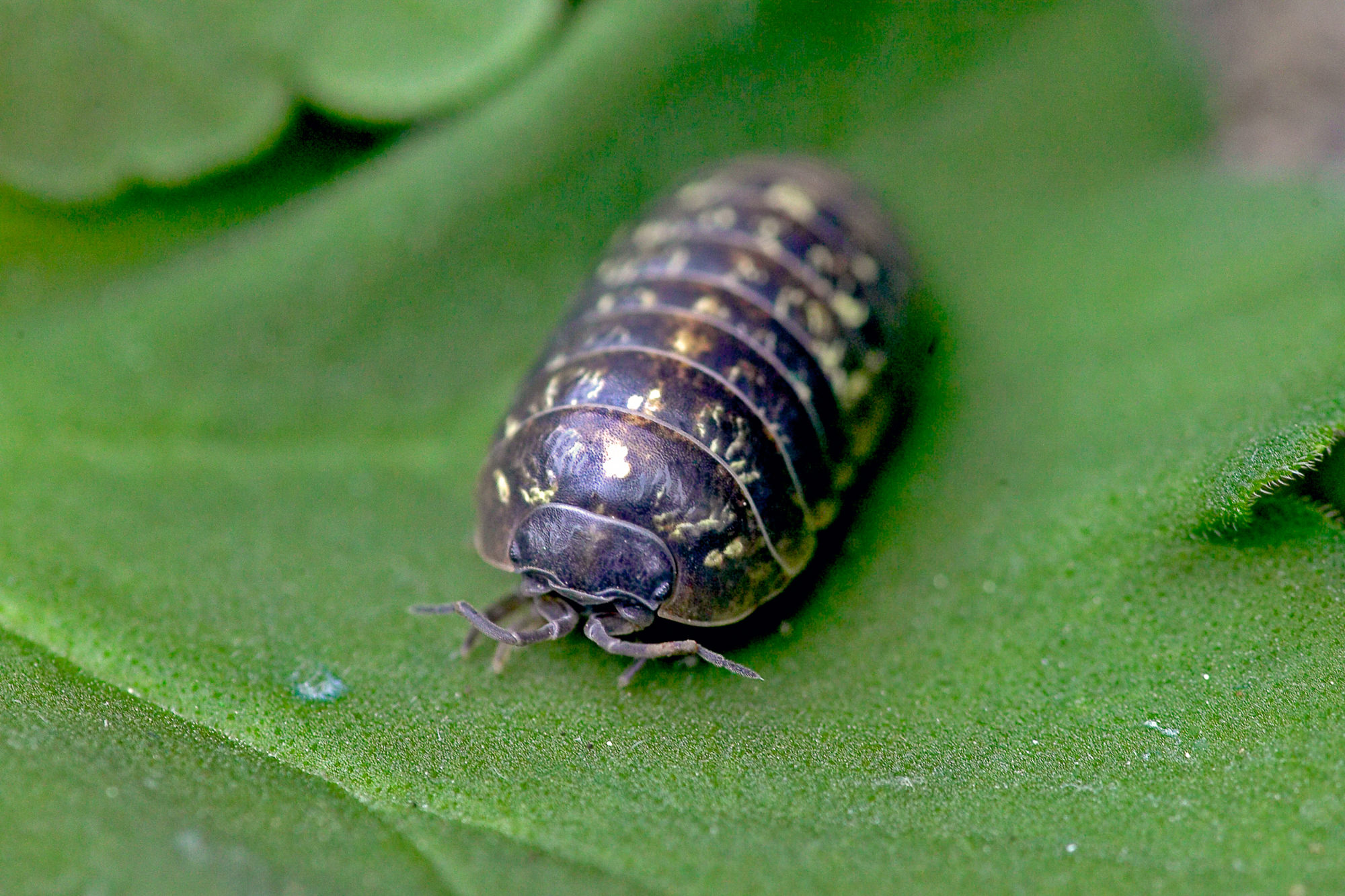 pill bug